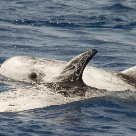 Monte Gruttas Κατάλυμα σε φάρμα Camisa