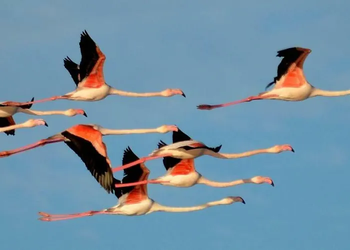 Фермерский дом Monte Gruttas Камиза