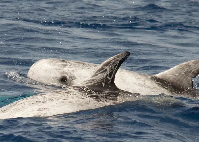 Monte Gruttas Фермерский дом Камиза